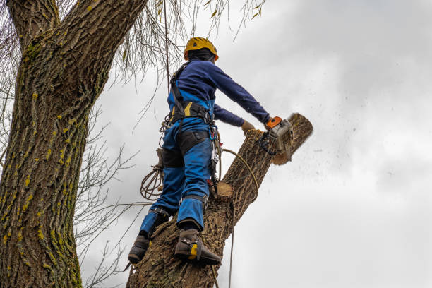 Best Firewood Processing and Delivery  in Brown Station, MD