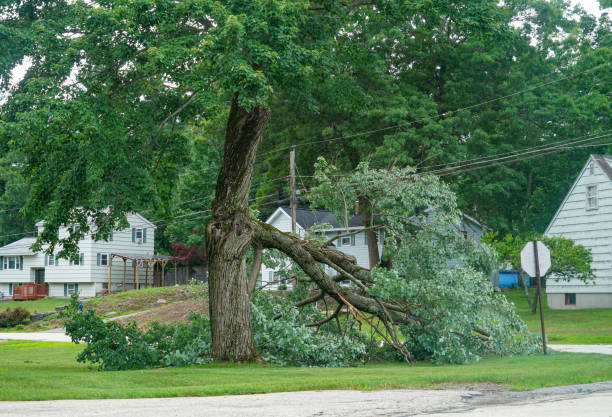 Best Tree Trimming and Pruning  in Brown Station, MD