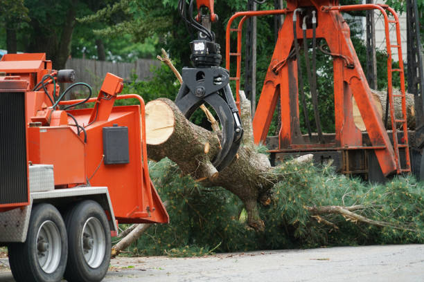 Best Tree and Shrub Care  in Brown Station, MD